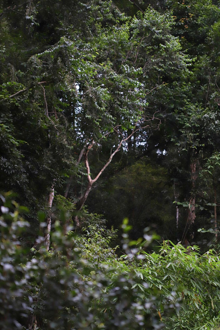 Jingmai Mountain